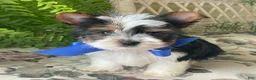 Biewer Terrier dogs for sale: Whisper - Ad 13