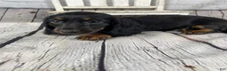 Miniature Dachshund dogs for sale: Coco - Ad 3
