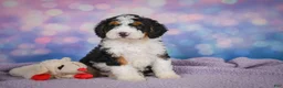 Mini Bernedoodle dogs for sale: Sparky - Ad 1