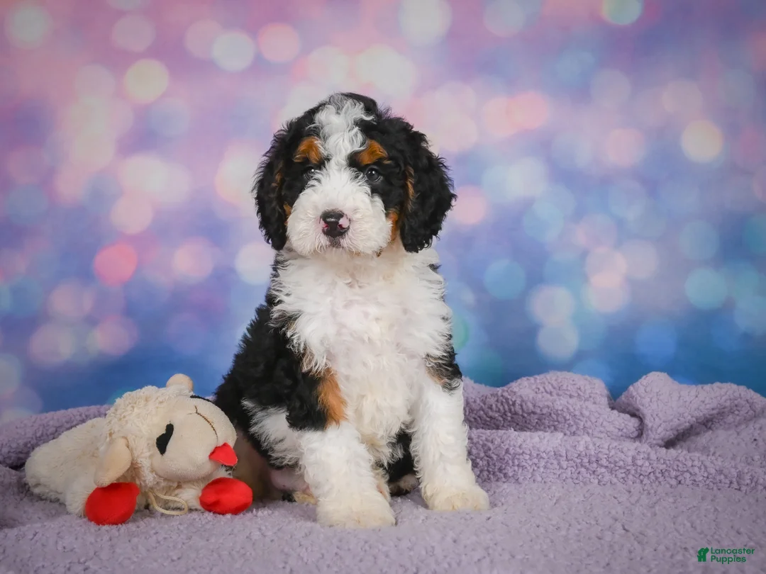 Mini Bernedoodle dogs for sale: Sparky - Ad 1