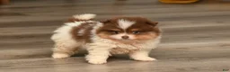 Pomeranian dogs for sale: Levi  - Ad 1