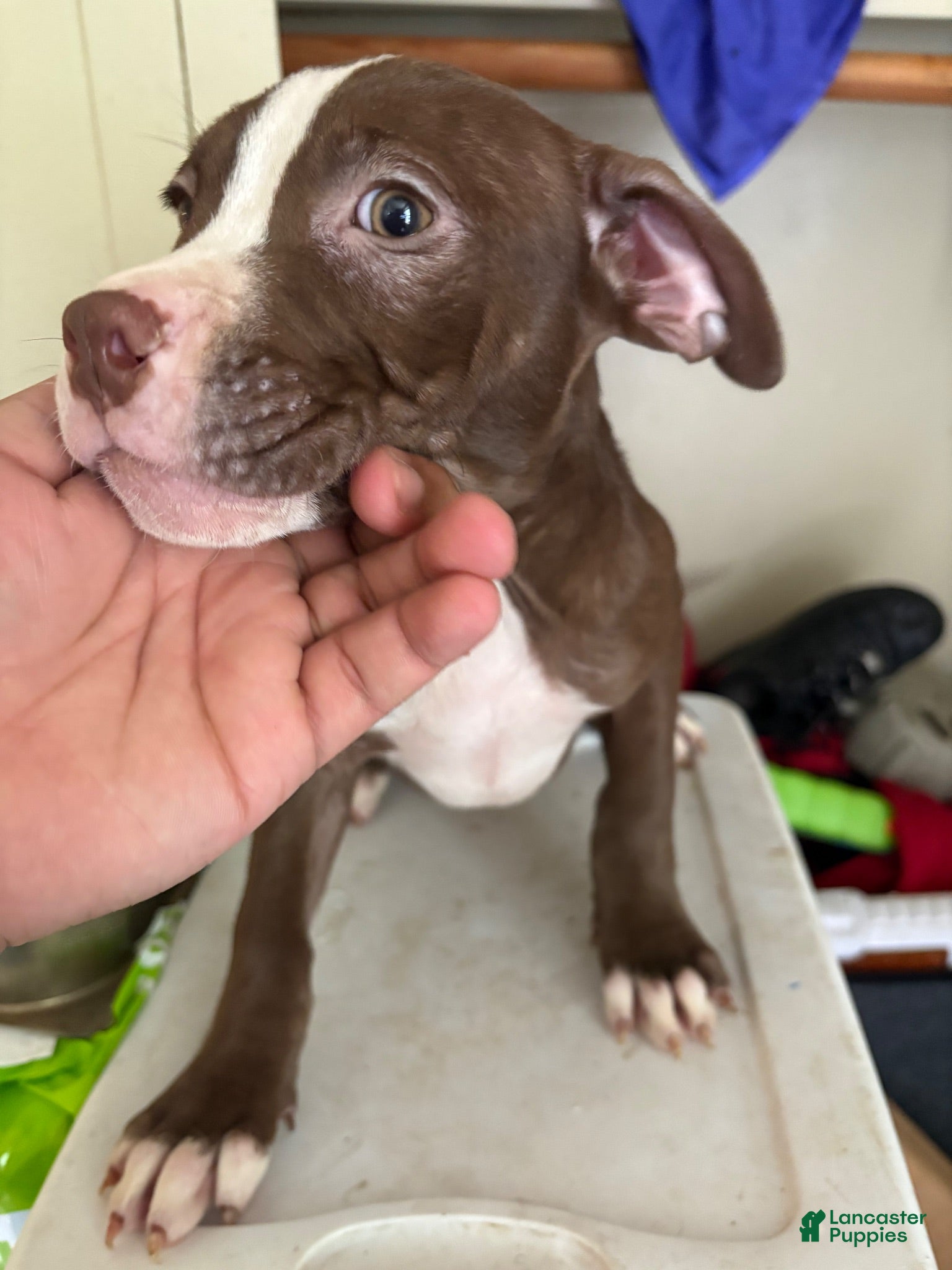 American Pit Bull Terrier dogs Lola - Ad 1