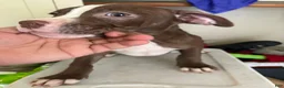 American Pit Bull Terrier dogs for sale: Lola - Ad 1