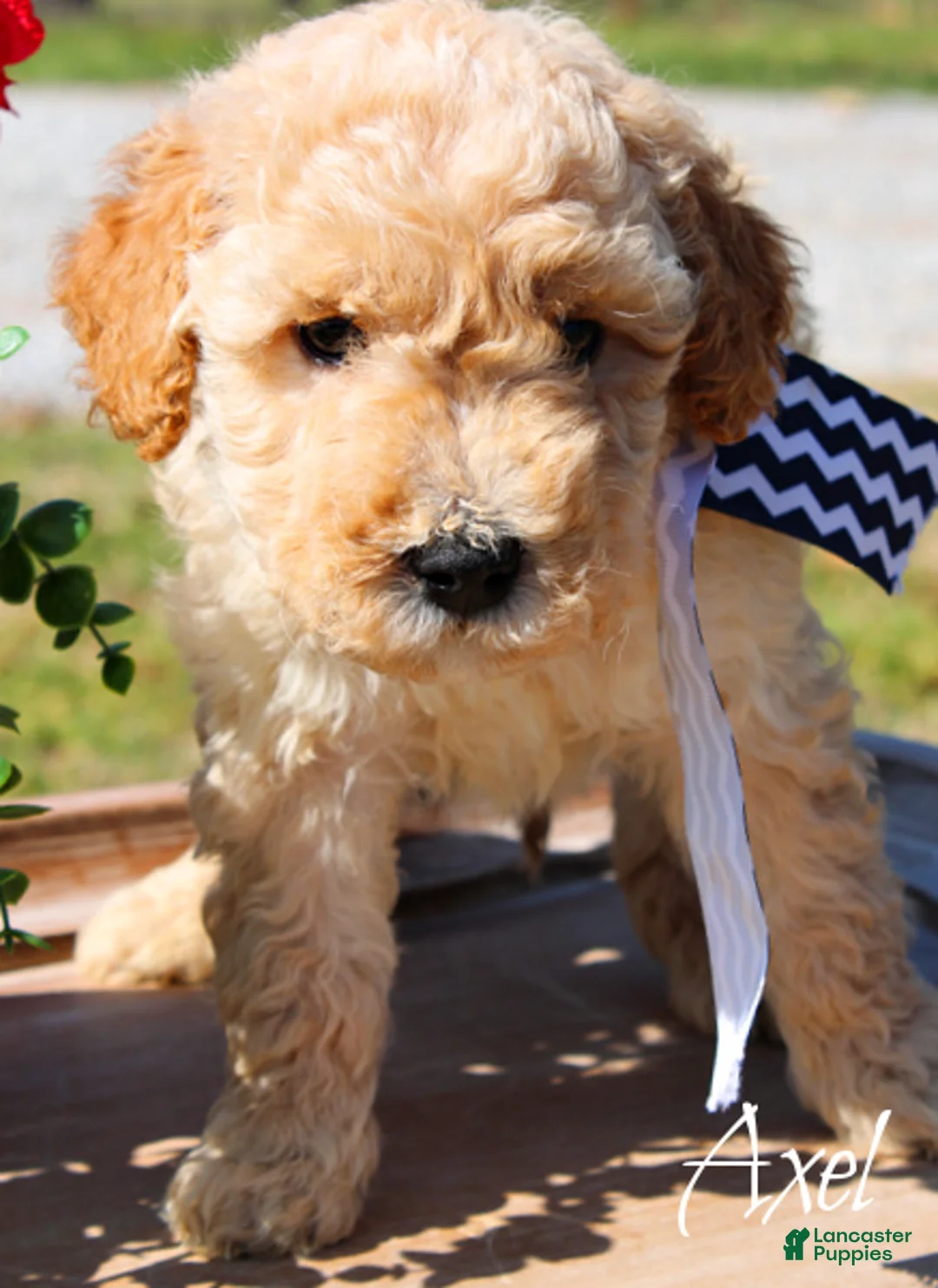 Mini Goldendoodle dogs for sale: Axel Medium Goldendoodle Boy - Ad 2