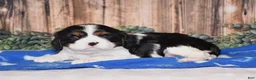Cavalier King Charles Spaniel dogs for sale: Drax - Ad 3