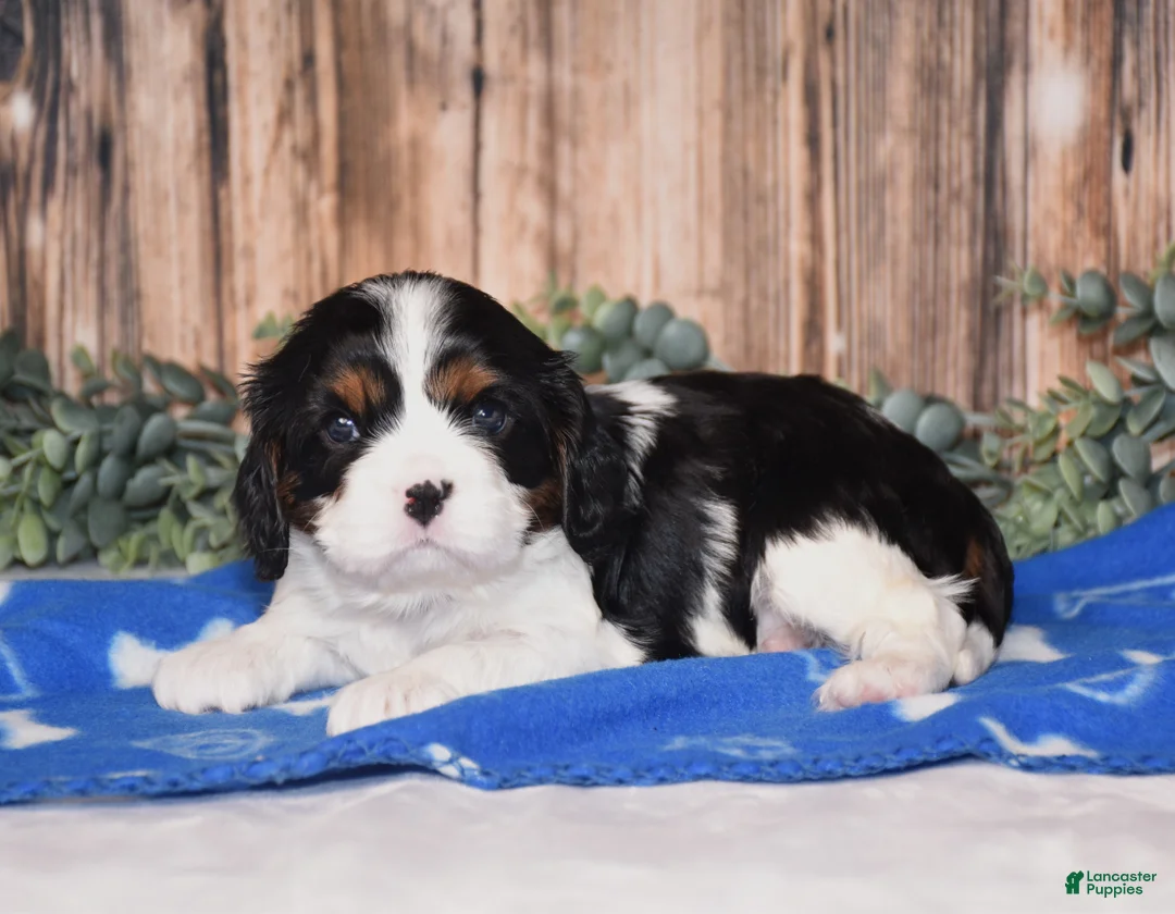 Cavalier King Charles Spaniel dogs for sale: Drax - Ad 3