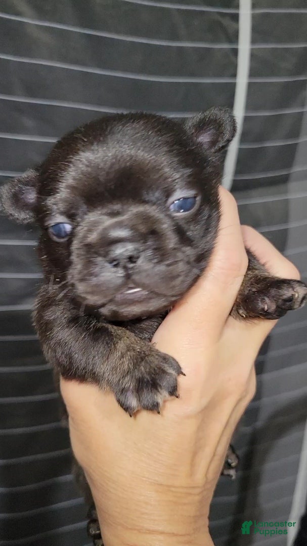 French Bulldog dogs Winnie - Ad 5