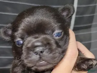 French Bulldog dogs Winnie - Ad 5