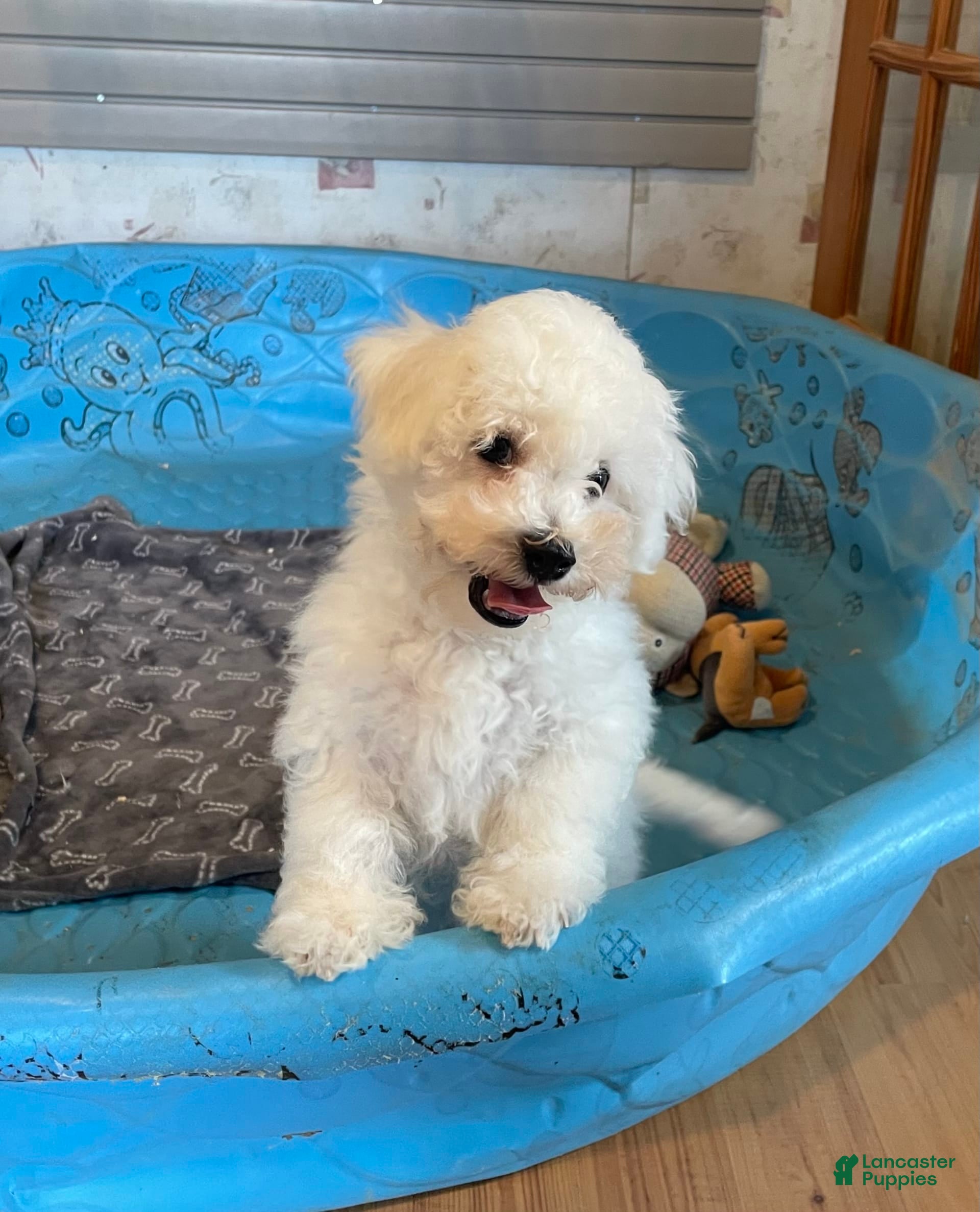 Bichon Frise dogs James - Ad 9