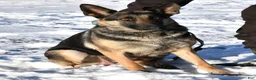 German Shepherd dogs for sale: Thomas - Ad 4