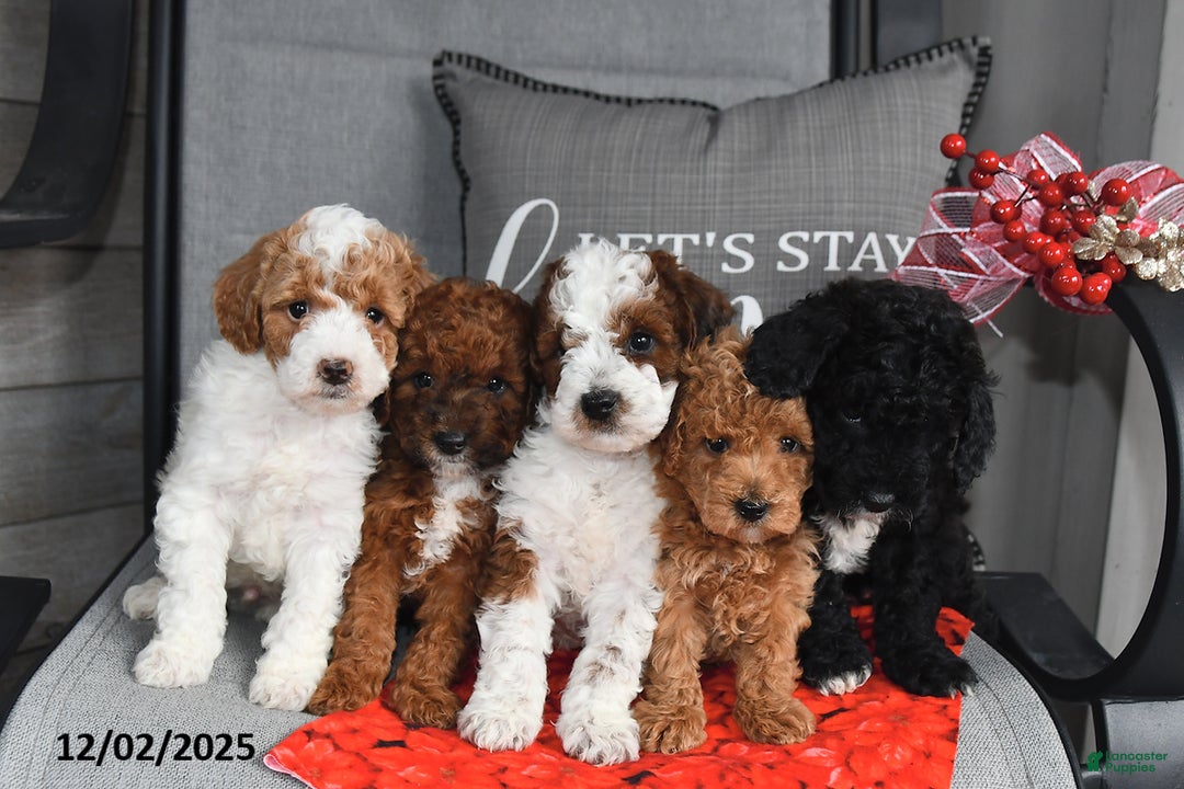 Toy Poodle dogs for sale: Wreath - Ad 2