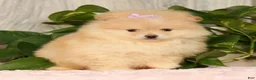 Pomeranian dogs for sale: Cream Puff - Ad 4