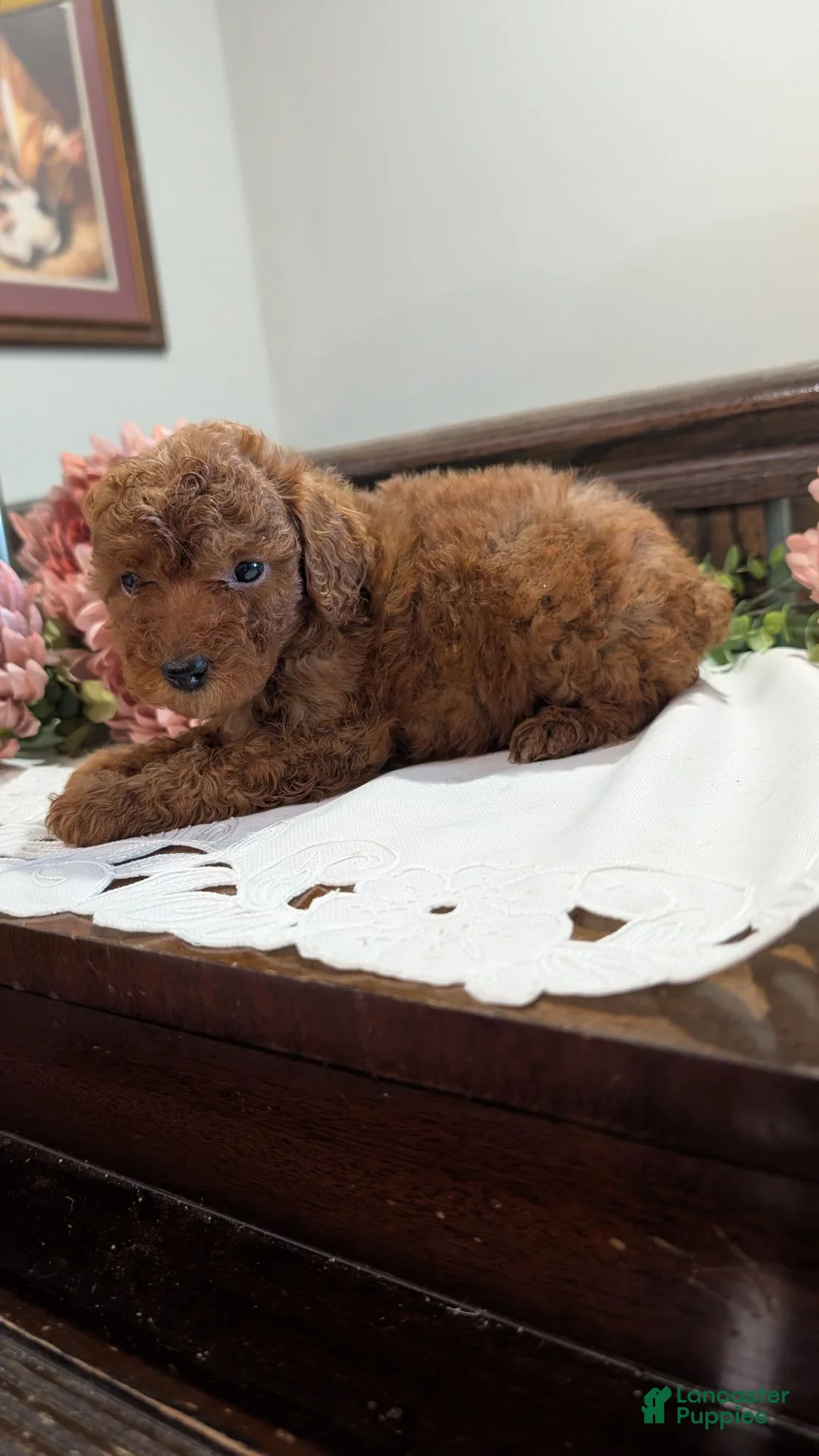 Miniature Poodle dogs for sale: Hazel  - Ad 5