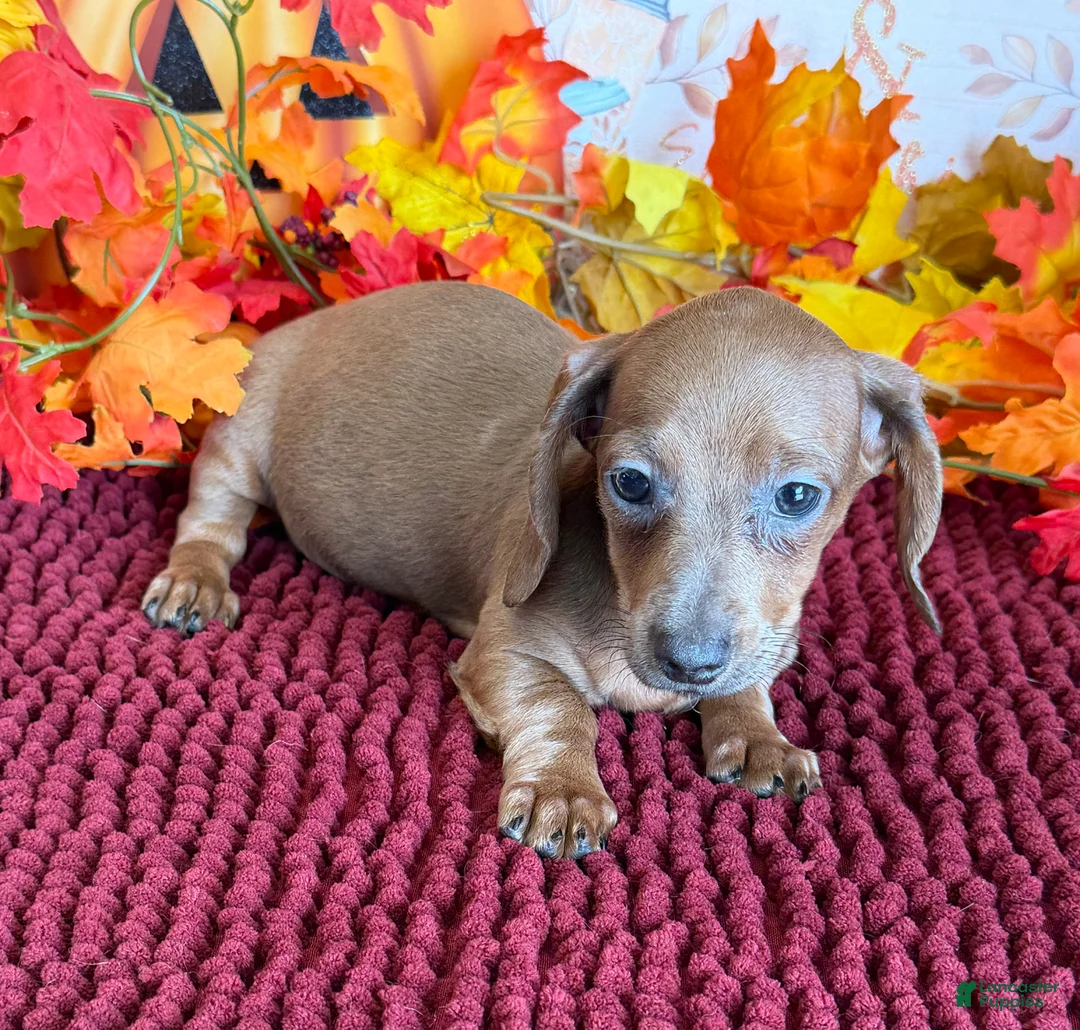 Miniature Dachshund dogs for sale: Amaretta - Ad 3