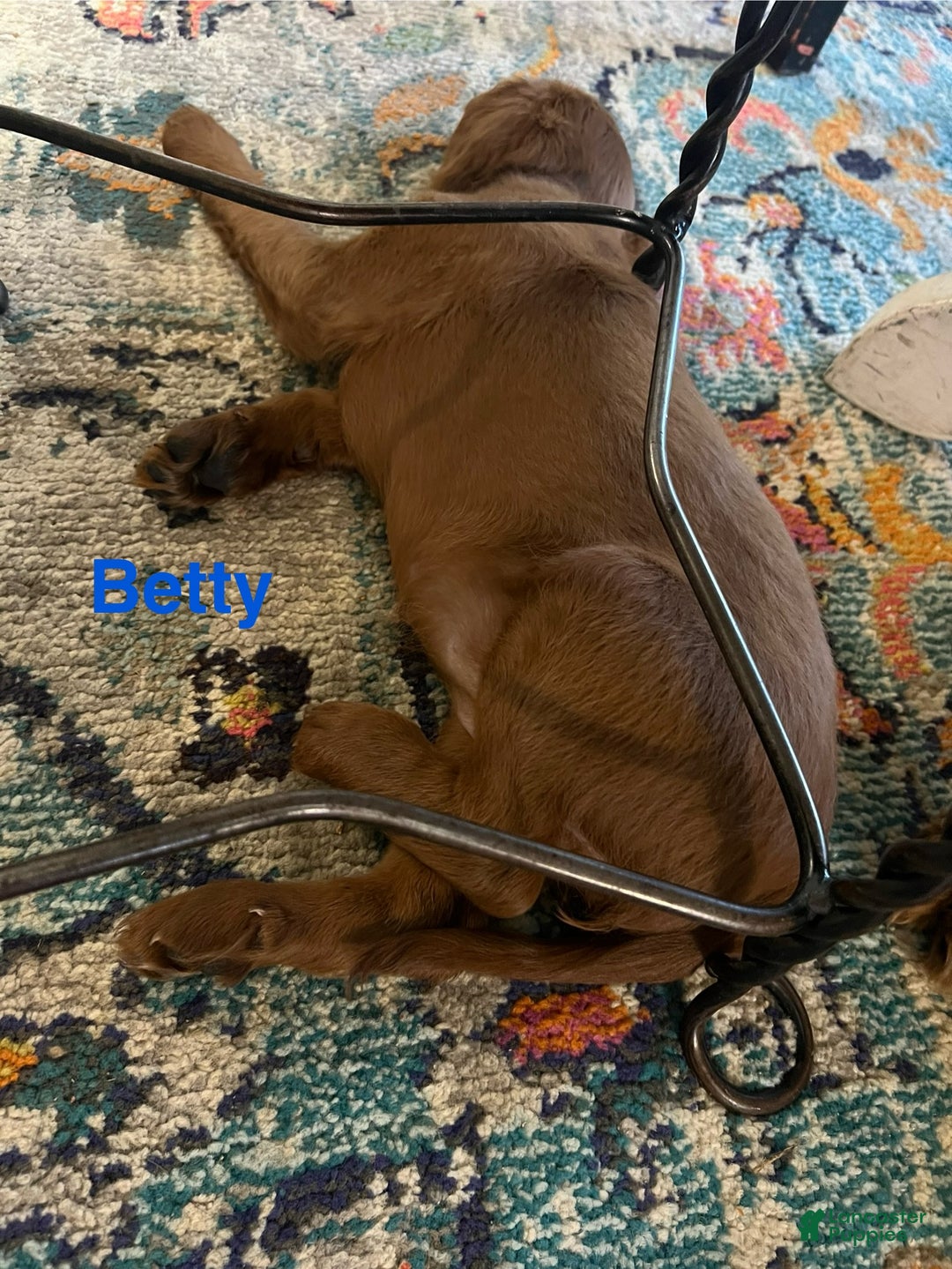 Cavapoo dogs for sale: Betty - Still available  - Ad 4