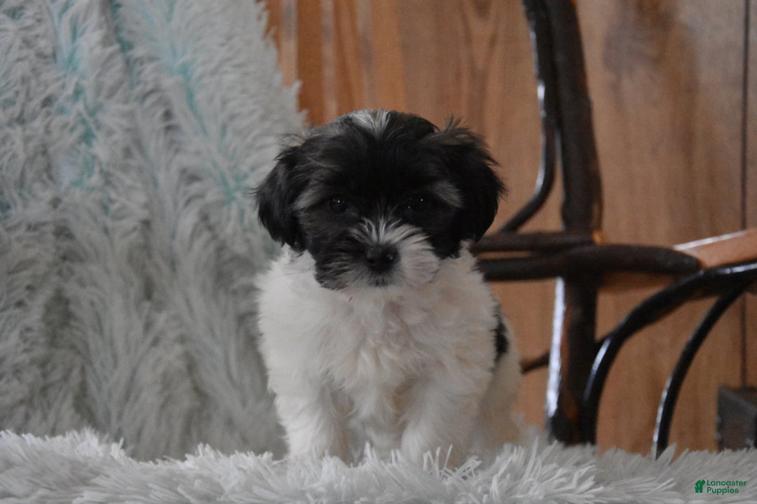 Mixed Breed dogs for sale: Marshall - Ad 1