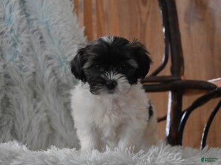 Mixed Breed dogs Marshall - Ad 15