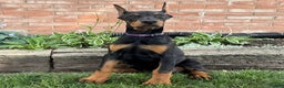 Doberman Pinscher dogs for sale: Selene - Ad 21