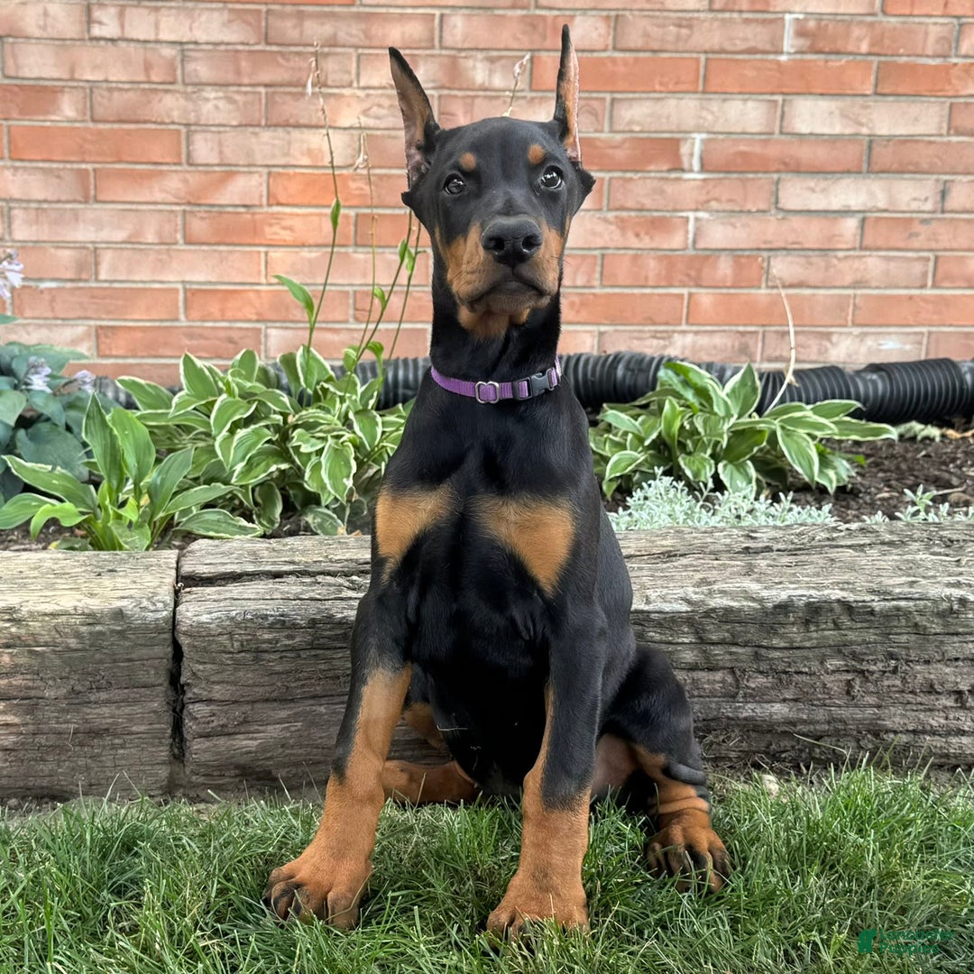 Doberman Pinscher dogs for sale: Selene - Ad 21