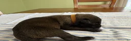Belgian Malinois dogs for sale: Belgian Malinois 1 - Ad 2