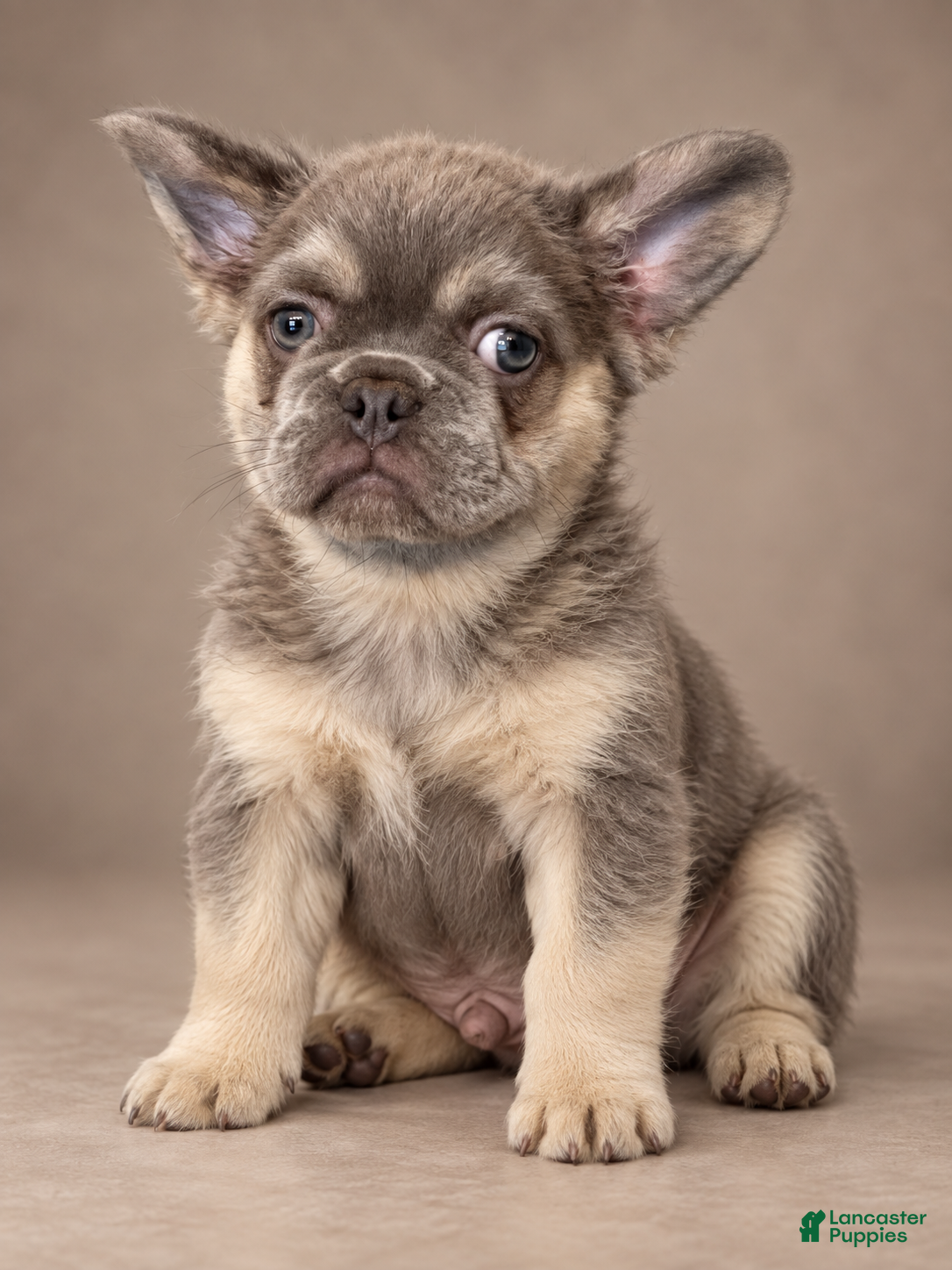 French Bulldog dogs Fluffy Lilac Tri French Bulldog  - Ad 5