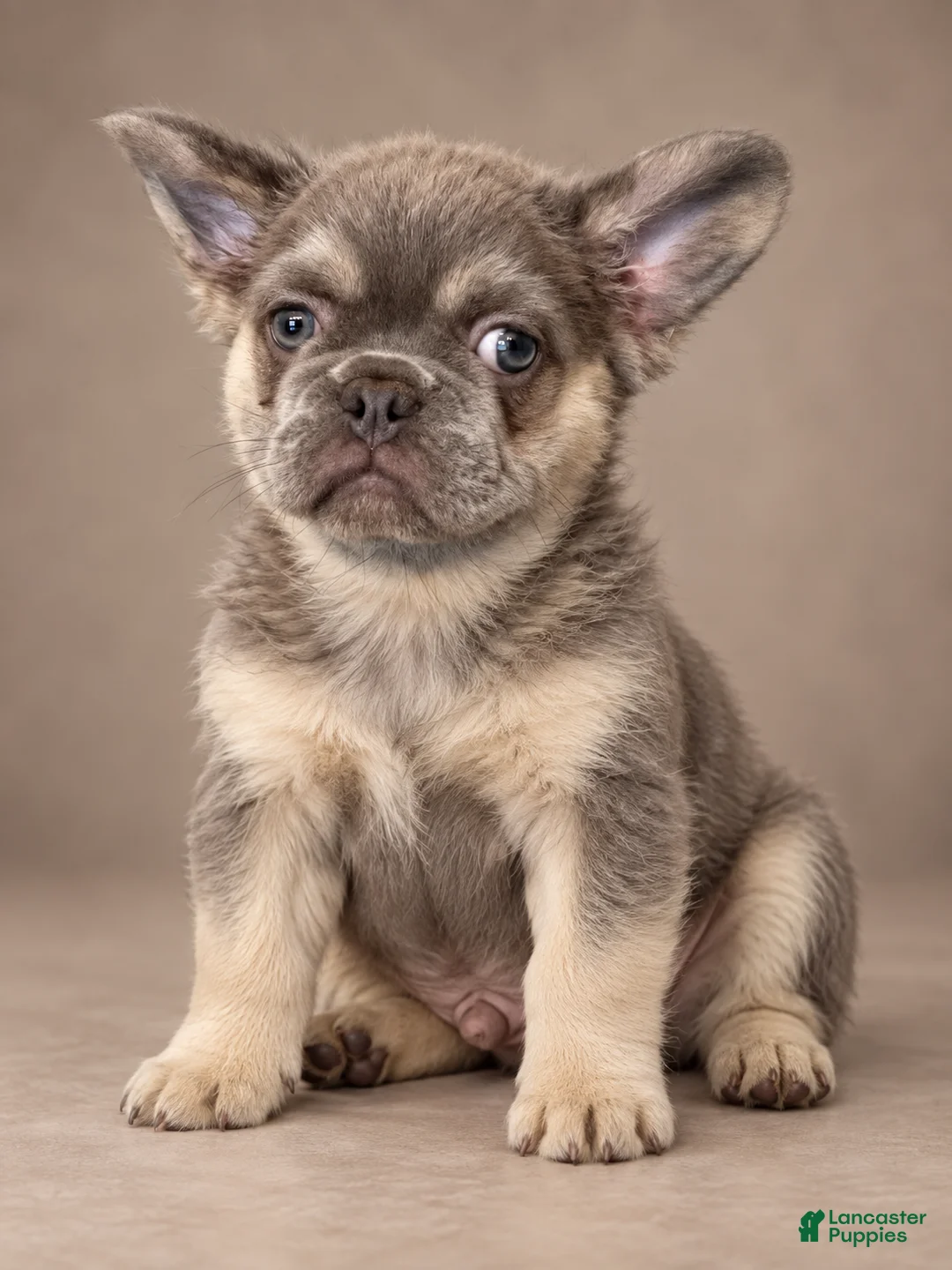 French Bulldog dogs for sale: Fluffy Lilac Tri French Bulldog  - Ad 1