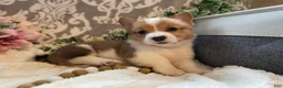 Welsh Corgi Pembroke dogs for sale: Sawyer  - Ad 6