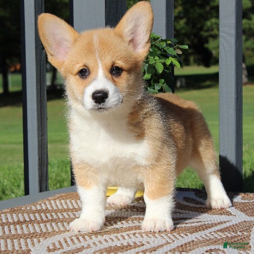 Welsh Corgi Pembroke dogs for sale: Sienna - Ad 2