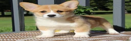 Welsh Corgi Pembroke dogs for sale: Sienna - Ad 2