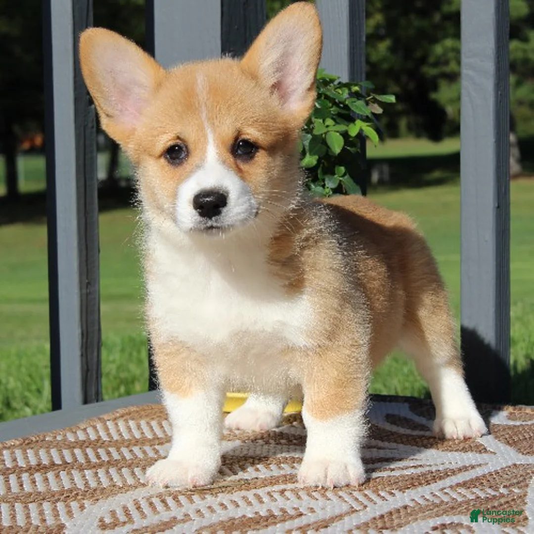Welsh Corgi Pembroke dogs for sale: Sienna - Ad 2