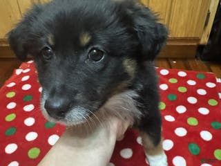 Australian Shepherd dogs Solstice - Ad 19