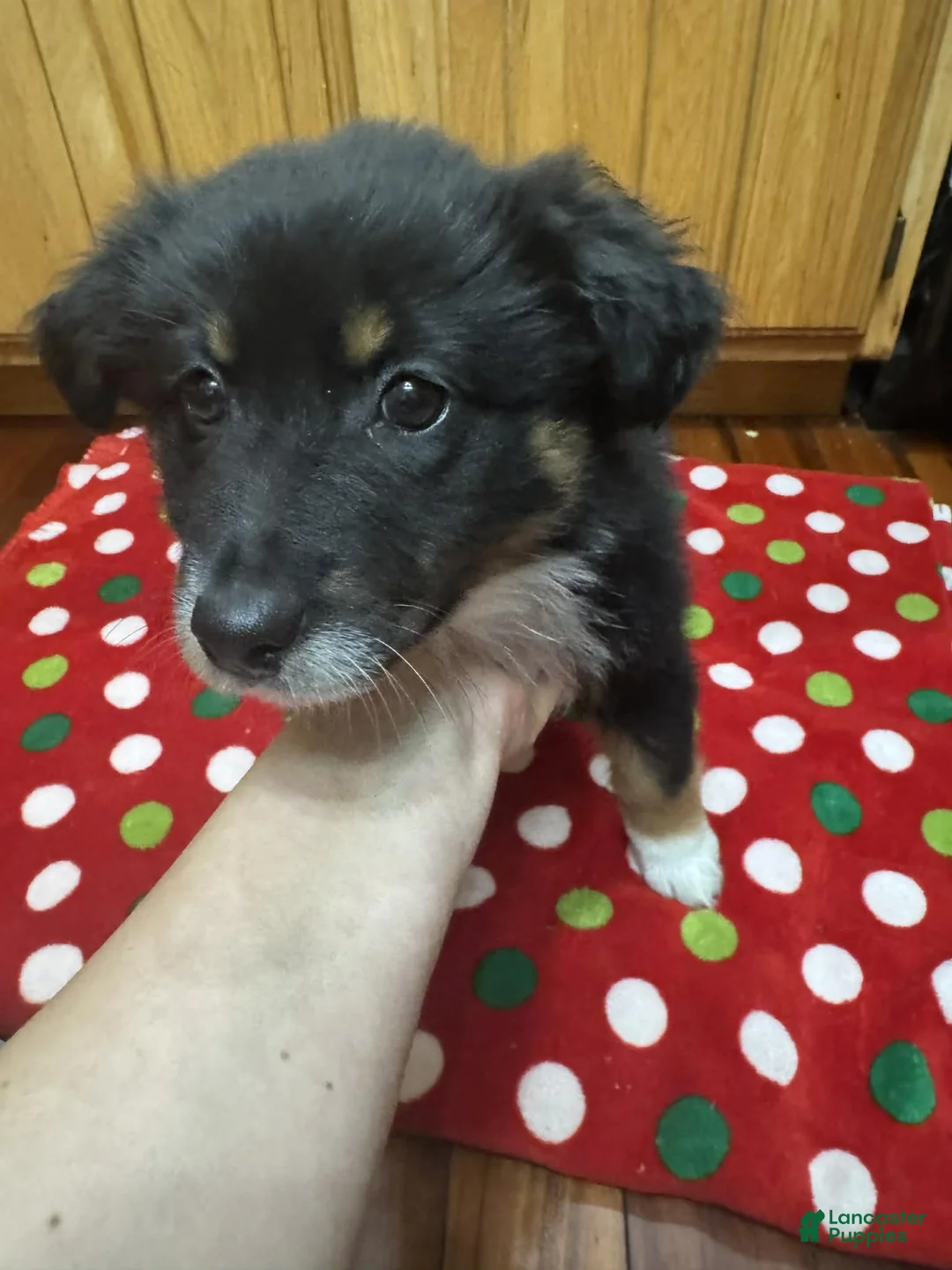 Australian Shepherd dogs for sale: Solstice - Ad 1