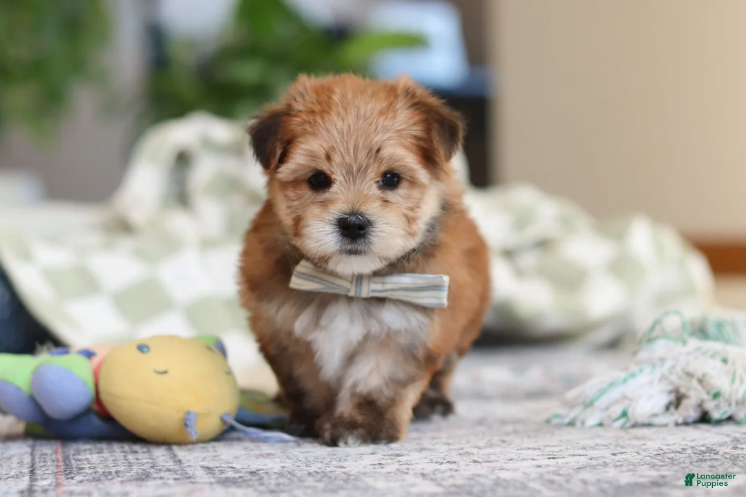 Morkie dogs for sale: Taylor - Ad 1