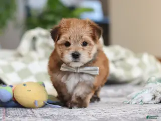 Morkie dogs Taylor - Ad 23