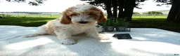 Mini Goldendoodle dogs for sale: Mini Goldendoodle 4 Ryan - Ad 4