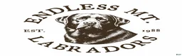 Labrador Retriever dogs for sale: Labrador Retriever 1 - Ad 1