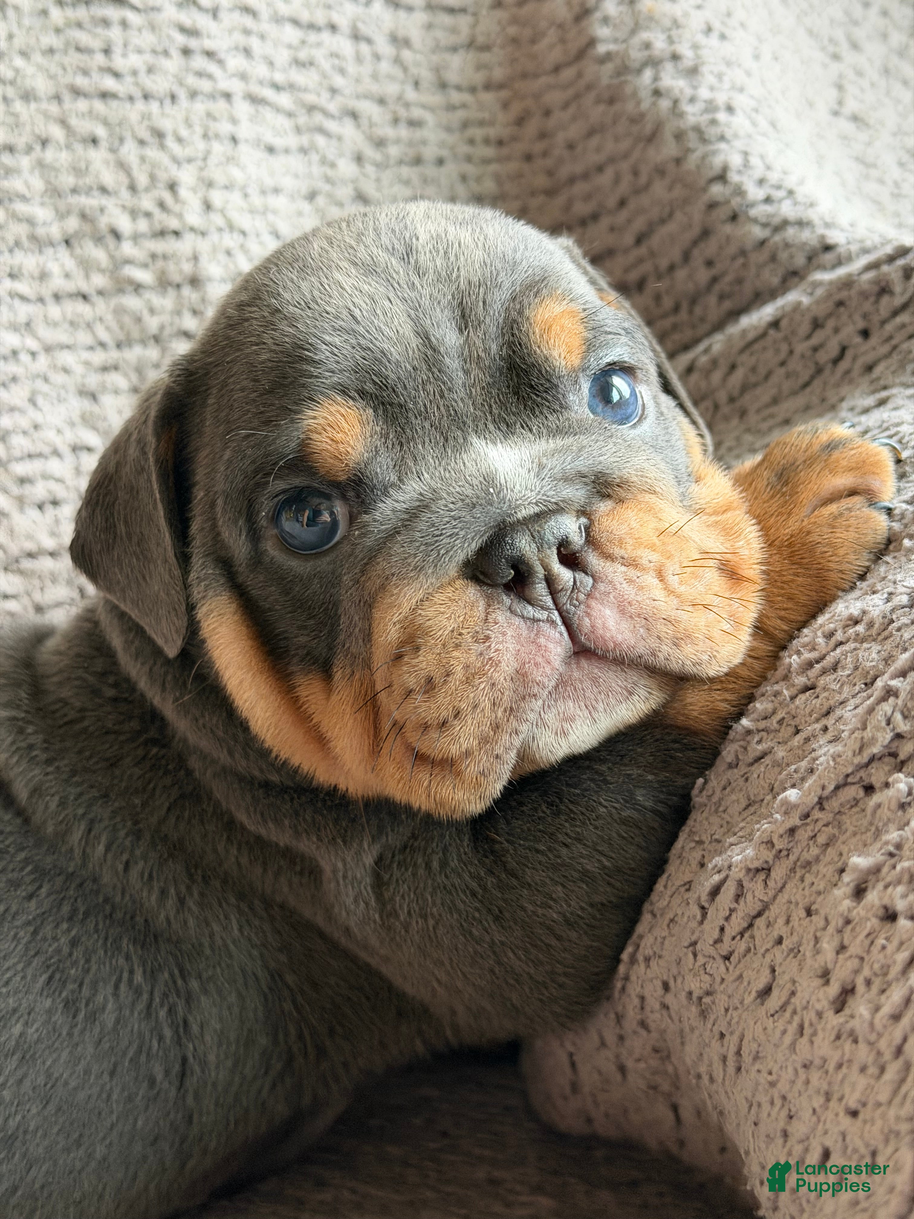 English Bulldog dogs Bluey - Ad 1