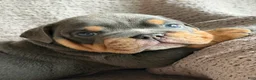 English Bulldog dogs for sale: Bluey - Ad 1
