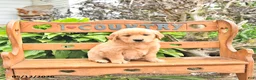 Golden Retriever dogs for sale: Bennet - Ad 3