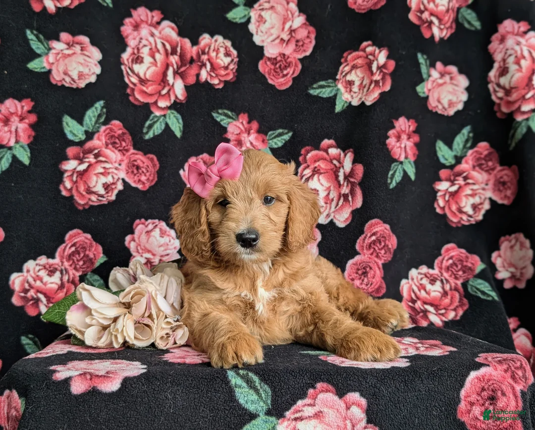 Mini Goldendoodle dogs for sale: Winter Hypoallergenic - Ad 5