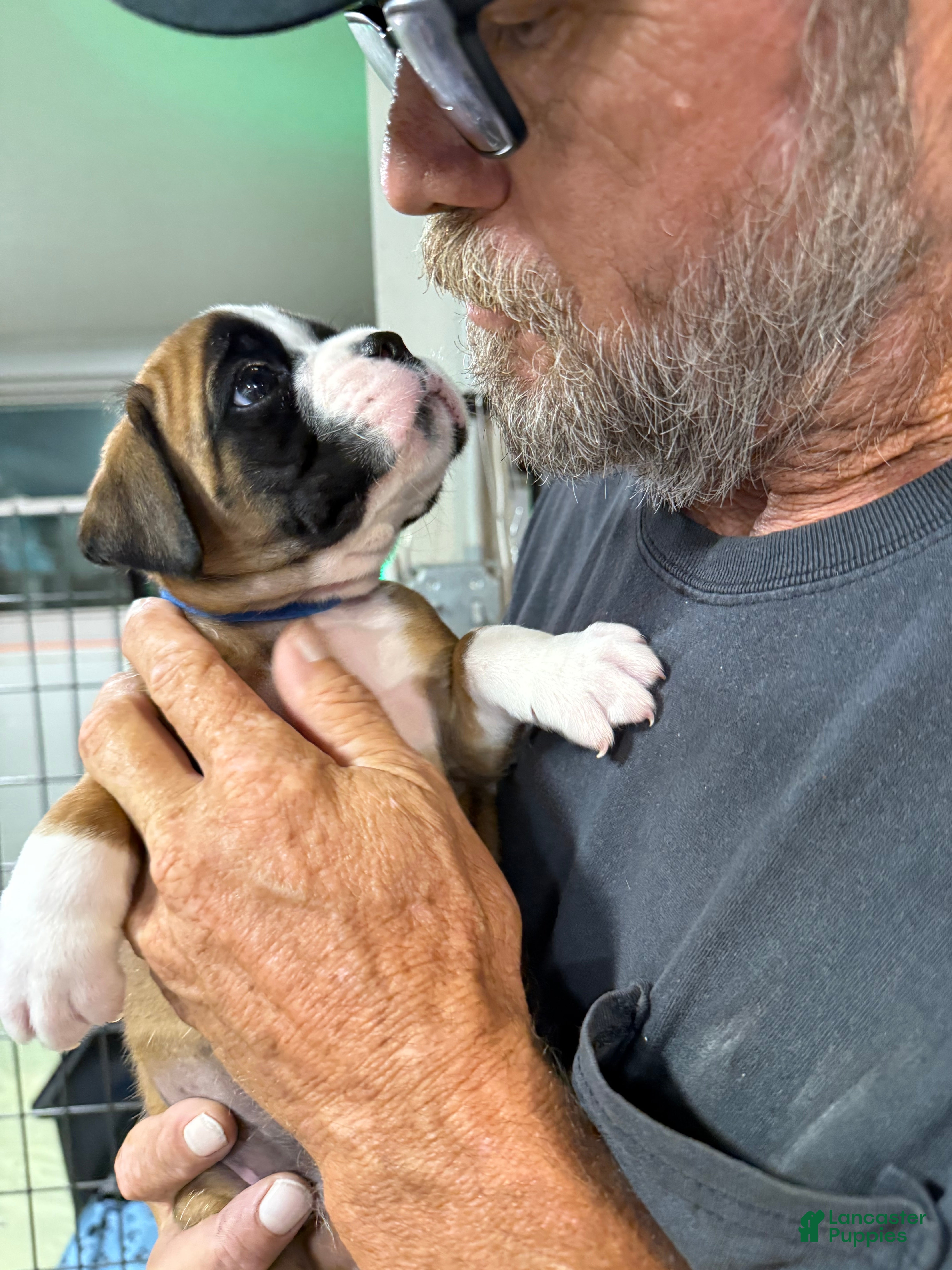 Boxer dogs Ruger - Ad 2