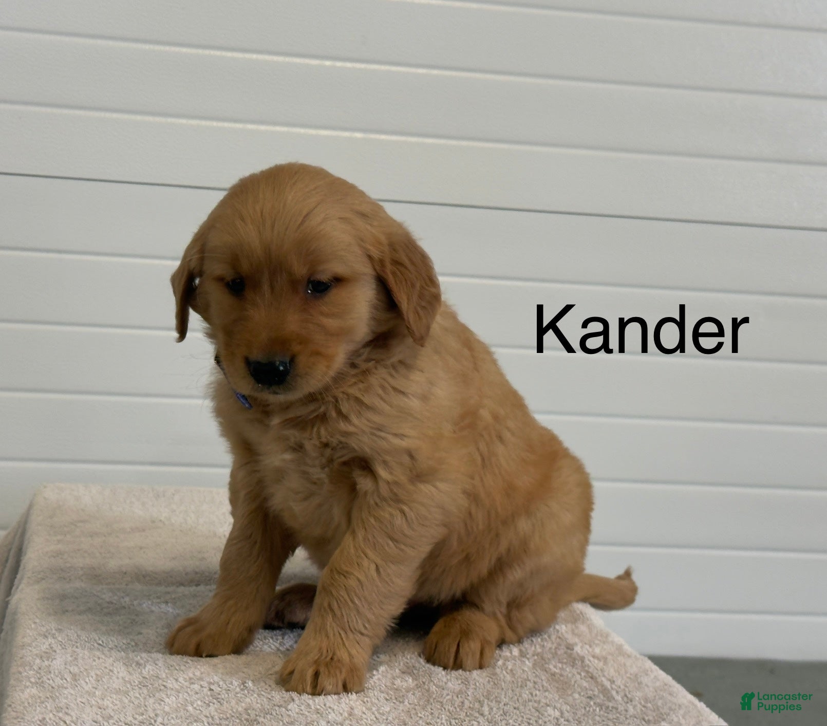 Golden Retriever dogs Kander - Ad 1