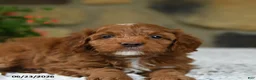Cavapoo dogs for sale: Willow - Ad 5