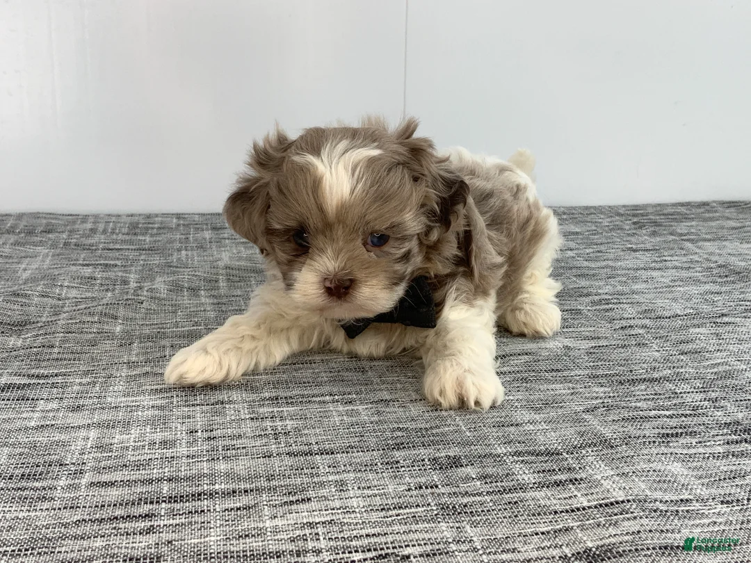 Toy Poodle dogs for sale: Zac - Ad 3
