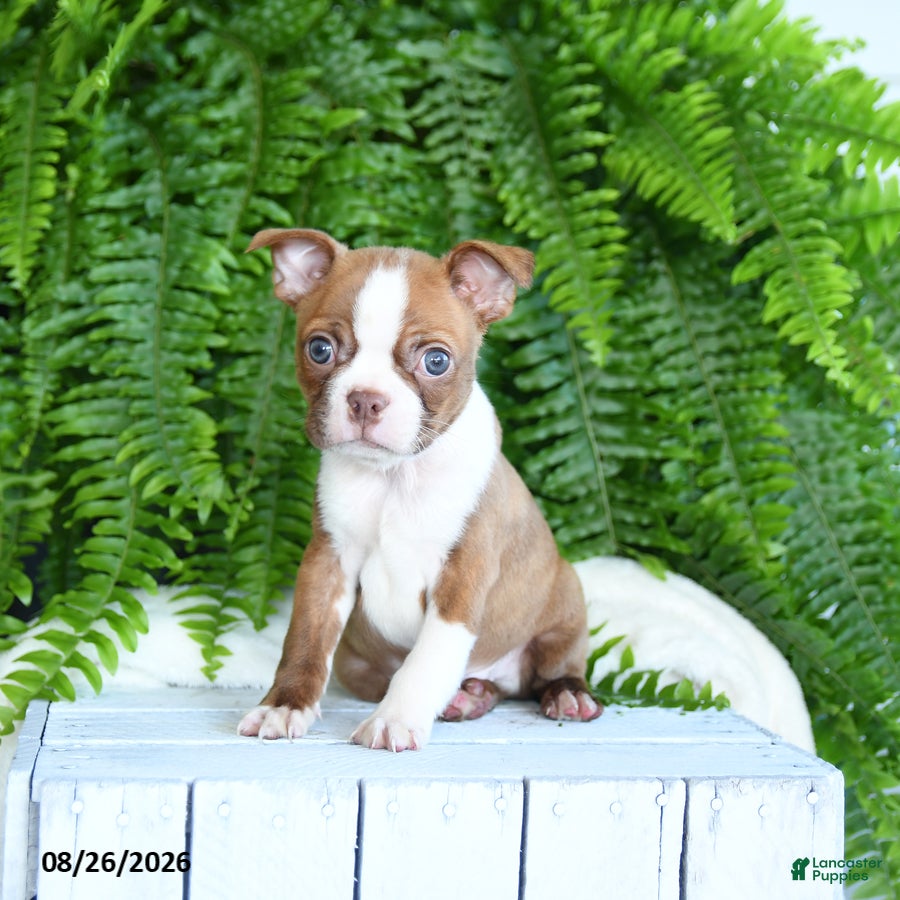 Boston Terrier dogs Freddie - Ad 2