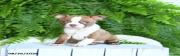 Boston Terrier dogs for sale: Freddie - Ad 2