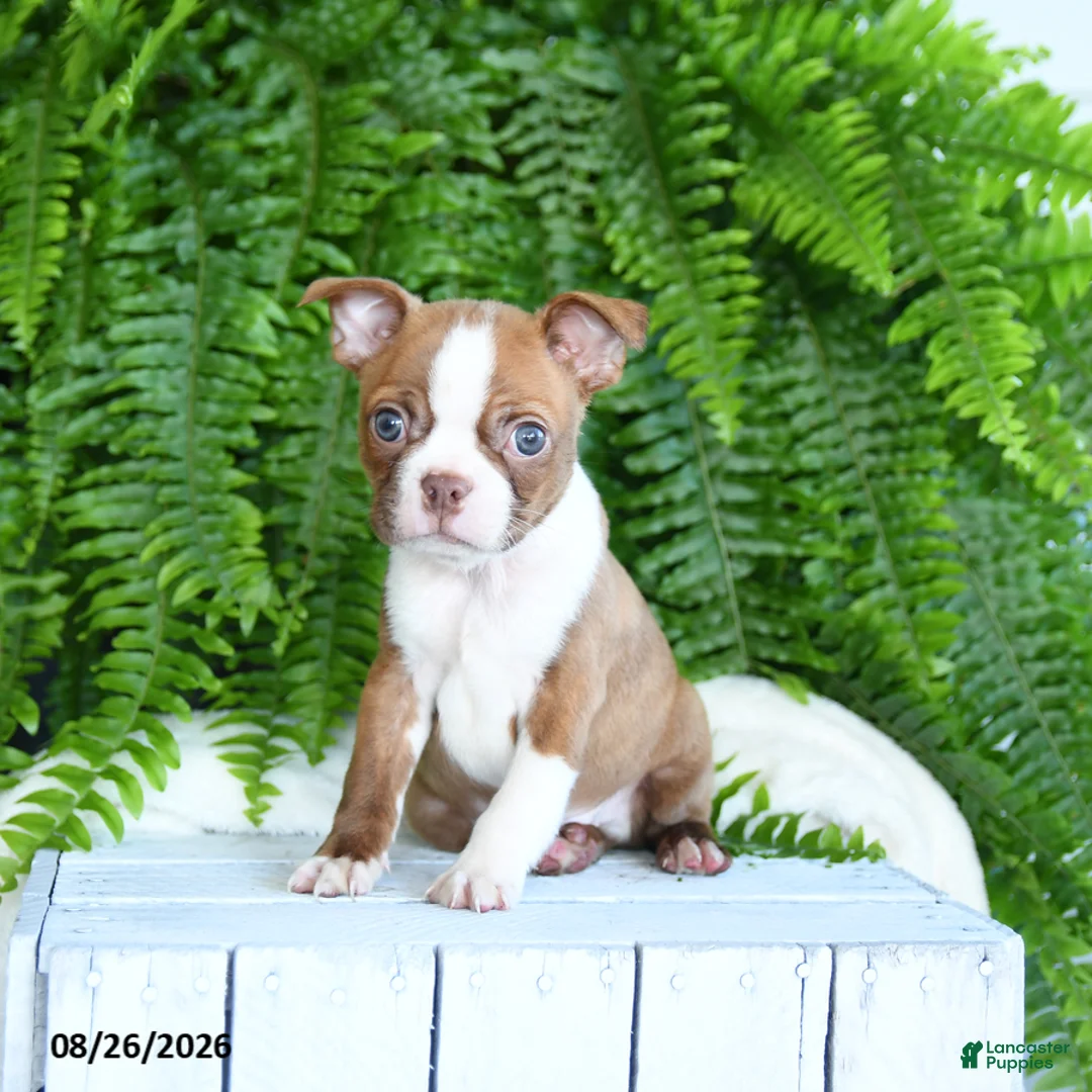 Boston Terrier dogs for sale: Freddie - Ad 2