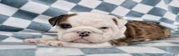 English Bulldog dogs for sale: Major - Ad 7