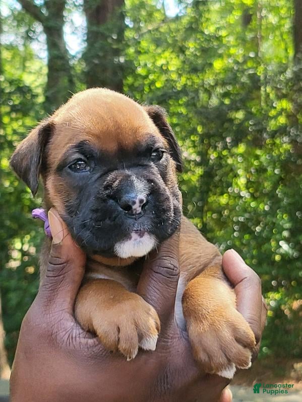 Boxer dogs Boxer 5 - Ad 13