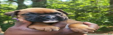 Boxer 5
